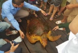 Hà Tĩnh: Rùa vàng quý hiếm nặng 80kg được ngư dân giao nộp