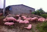 Lỗ hổng trong quản lý các cơ sở 'biến' lợn thải loại thành lợn rừng