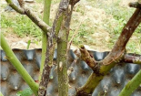 Vài bước đơn giản xử lý tình trạng cây hoa hồng chết nhánh
