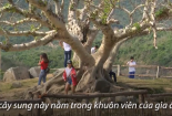 Hai cây sung 100 tuổi ở Phú Yên thu hút khách tham quan