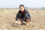 Tìm ra nguyên nhân khiến hàng trăm tấn ngao chết ở Thanh Hóa