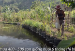 Nông dân Quảng Ngãi dùng lốp xe đắp bờ ao nuôi cá