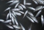 Quảng Ngãi: Cá chết bất thường trắng sông, chính quyền kiểm tra ngay trong ngày nghỉ lễ 30/4