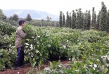 ‘Thương lái Trung Quốc đổ xô thu mua rễ hồ tiêu là chuyện bình thường’