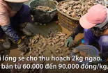 Ngư dân kiếm tiền tỷ mỗi năm nhờ nuôi ngao hai cùi