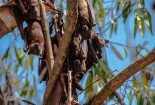 10 người chết nghi nhiễm virut Nipah từ Dơi ăn trái cây