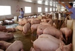 Giá lợn hơi tăng: Lo ngại lợn Trung Quốc giá rẻ đổ bộ thị trường và câu chuyện 'giải cứu lợn'