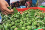 Bất ngờ trước công dụng chữa ho, giải rượu từ quả sấu