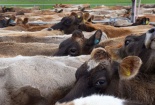 Triệt bệnh lao, New Zealand 'mạnh tay' tiêu hủy 150.000 con bò