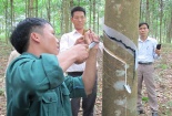 Công ty Cao su Ðiện Biên nâng cao năng suất, chất lượng khai thác sản phẩm