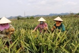 Giá dứa xuống thấp kỉ lục: Nông dân than trời, người Hà Nội đội nắng nóng giải cứu