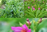 Cây sâm đất vừa ăn vừa trị bệnh thần kỳ, trồng cực đơn giản tại nhà
