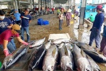 Bị cảnh báo 'Thẻ vàng': Chính phủ chấn chỉnh lại hoạt động khai thác hải sản