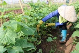 Công nghiệp 4.0: 'Bệ phóng' nông nghiệp thông minh, phát triển bền vững