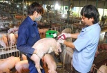 Ngăn chặn nguy cơ xâm nhiễm bệnh Dịch tả lợn châu Phi