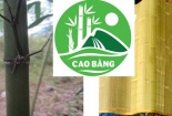 Chiếu trúc sào Cao Bằng được bảo hộ chỉ dẫn địa lý