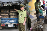 'Nóng' tình trạng gia cầm giống nhập lậu từ Trung Quốc tuồn vào nội địa