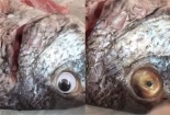 'Phù phép' cá ươn thành cá tươi bằng cách ... lắp mắt cá giả