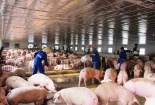 Ngăn chặn dịch tả lợn châu Phi xâm nhập vào Việt Nam: Tổng cục Hải quan chỉ đạo nóng
