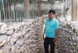 Đắk Lắk: Nâng cao năng suất nấm nhờ ứng dụng tiến bộ khoa học - công nghệ