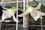 Giò lan Giã Hạc đại gia Đà Nẵng mua 6,8 tỷ đồng: Bán đầy ở Trung Quốc?