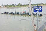 Chuyển đổi chứng nhận VietGAP sang ASC