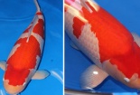 Có giá 42 tỷ đồng: Đây chính là chú cá Koi đắt nhất thế giới