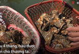Nuôi hàu trong rổ nhựa, nông dân kiếm 100 triệu mỗi năm