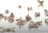 Thử nghiệm nuôi vịt biển ở Trà Vinh