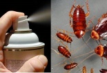 Chuốc họa vì thuốc diệt côn trùng không rõ nguồn gốc