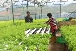 Năm 2020, Hà Nội có khoảng 250ha sản xuất bằng công nghệ nông nghiệp hữu cơ