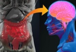 Chuyên gia cảnh báo: Bệnh Parkinson có thể bắt đầu từ ruột thừa
