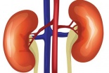 5 thói quen đang khiến thận gặp nguy hiểm