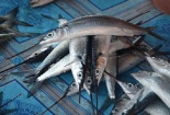 Bí ẩn những lần thu mua nông sản 'lạ' của thương lái Trung Quốc