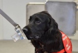 Kết quả nghiên cứu: Chó đánh hơi phát hiện bệnh tiểu đường