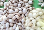 Phân biệt tỏi Lý Sơn thật - giả qua góc nhìn của chuyên gia