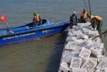 Bắt giữ hơn 2000 con bồ câu Trung Quốc nhập lậu vào Việt Nam
