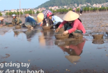 Thủy sản chết hàng loạt ở Nghệ An, người nuôi mất tiền tỷ