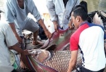 Giăng lưới bắt được cá hô vàng nặng 125kg, bán ngay thu 300 triệu