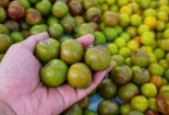 Mận trái mùa gần 200.000 đồng một kg vẫn ‘không có hàng bán’