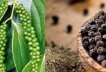 Việt Nam là thị trường cung cấp hạt tiêu lớn thứ 4 cho Nhật Bản