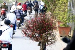 Người trồng đào Nhật Tân thấp thỏm lo đào nở sớm do thời tiết