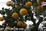 Nỗi nhọc nhằn của người trồng bưởi cảnh chơi Tết thu tiền tỷ