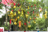 Mẹo chọn và chăm sóc bưởi diễn để chơi Tết