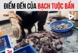 Con đường bạch tuộc bẩn lên bàn ăn của người tiêu dùng