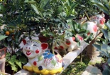 Heo vàng cõng quất bonsai và nỗi lòng của người chăm bón mỗi khi Tết đến Xuân về