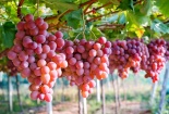 Australia quảng bá xuất khẩu nho tươi vào Việt Nam