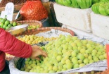 Gần 100.000 đồng/kg mơ xanh đầu mùa