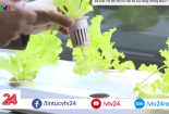 Nông nghiệp thuỷ canh hút nhà đầu tư ngoại