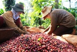 Cà phê 'made in Viet Nam' nâng chất để xuất khẩu